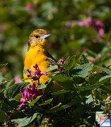 Baltimore_Oriole