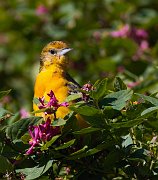 IMG_4648-c1-web * ASCII * ASCII