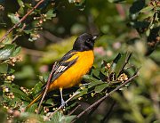 IMG_5132-c1-web * ASCII * ASCII