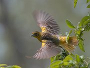 IMG_5438-c1-alt-web * ASCII * ASCII