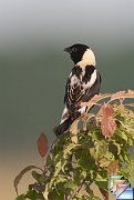 Bobolink