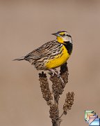 Eastern_Meadowlark