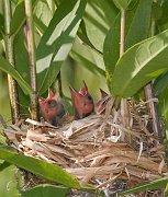 IMG_4034-vert-web * A Red-winged Blackbird nest was found at the south end of Chicago's Lincoln Park North Pond on July 4, 2007.  The nest was built in a stand of Saw-tooth Sunflower (Helianthus Grosseserratus M. Martens).  These fast-growing plants grow up to 3 meters in height, and bloom beginning in July.  When the nest was started it was likely well-concealed in dense vegetation; however, with the nest taking 3-6 days to construct, and a 10-12 day incubation period, the rapid growth of the sunflowers resulted in the nest being well out in the open. At the time the nest was discovered, the female was making regular visits to the nest with food, but the offspring could not be seen.  Presumably they were still quite small and hidden in the bowl built of rushes.  This image was taken July 8, my first opportunity to return to the nest. * A Red-winged Blackbird nest was found at the south end of Chicago's Lincoln Park North Pond on July 4, 2007.  The nest was built in a stand of Saw-tooth Sunflower (Helianthus Grosseserratus M. Martens).  These fast-growing plants grow up to 3 meters in height, and bloom beginning in July.  When the nest was started it was likely well-concealed in dense vegetation; however, with the nest taking 3-6 days to construct, and a 10-12 day incubation period, the rapid growth of the sunflowers resulted in the nest being well out in the open. At the time the nest was discovered, the female was making regular visits to the nest with food, but the offspring could not be seen.  Presumably they were still quite small and hidden in the bowl built of rushes.  This image was taken July 8, my first opportunity to return to the nest.