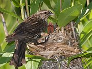 IMG_4152-web * The nest was a work of art, and she performed periodic maintenance checks in addition to tending to her young. * The nest was a work of art, and she performed periodic maintenance checks in addition to tending to her young.