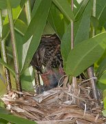 IMG_4206-web * Nearby North Pond was a bountiful source of insects, including the occasional dragonfly. * Nearby North Pond was a bountiful source of insects, including the occasional dragonfly.