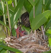 IMG_4214-web * Making sure it goes down all the way (gag!) * Making sure it goes down all the way (gag!)