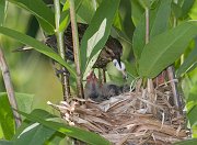 IMG_4272-web * On pooper scooper duty... * On pooper scooper duty...