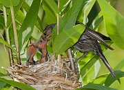 IMG_4277-alt3-web * Feeding time! * Feeding time!