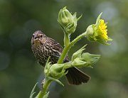 IMG_4506-web * ...and Mom was still tending to them... * ...and Mom was still tending to them...