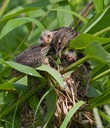 IMG_4812-web * ...and trying to hold together what was left of the nest. * ...and trying to hold together what was left of the nest.