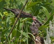 IMG_4922-web * The chicks were hanging on, indeed had grown since that first day.  Mom was making regular food runs... * The chicks were hanging on, indeed had grown since that first day.  Mom was making regular food runs...