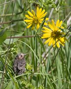 IMG_4989-web * And then I noticed some movement at the end of the fallen flower stalks.  It was the second nestling -- it had fledged!
Mom came to feed it several times. * And then I noticed some movement at the end of the fallen flower stalks.  It was the second nestling -- it had fledged!
Mom came to feed it several times.