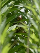 IMG_5067-web * And then, after another half hour had passed, I noticed a rustling in tall vegetation rather far from the nest, and the mother came in with food to that area.  Peering in, I saw the third chick peering back -- somehow it had survived!  Perhaps it had fallen from the nest.  Nevertheless it had survived, and mom had continued to look after it.  What a super mom!  She had managed to raise all three of her chicks to fledging in spite of all adversity to come her way. * And then, after another half hour had passed, I noticed a rustling in tall vegetation rather far from the nest, and the mother came in with food to that area.  Peering in, I saw the third chick peering back -- somehow it had survived!  Perhaps it had fallen from the nest.  Nevertheless it had survived, and mom had continued to look after it.  What a super mom!  She had managed to raise all three of her chicks to fledging in spite of all adversity to come her way.