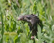 IMG_5123-web * I left buoyed by the sight of three young blackbirds, stretching their wings toward the future. * I left buoyed by the sight of three young blackbirds, stretching their wings toward the future.