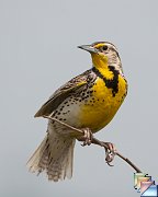 Western_Meadowlark