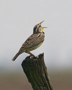 IMG_5749-web * ASCII * ASCII