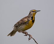 IMG_5759-c1-web * ASCII * ASCII