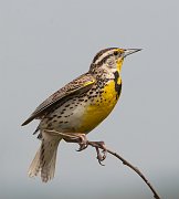 IMG_5776-c1-web * ASCII * ASCII