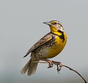 IMG_5781-web * ASCII * ASCII