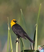 Yellow-headed_Blackbird