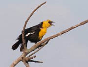 IMG_6265-c1-web * ASCII * ASCII