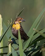 IMG_6411-c1-web * ASCII * ASCII