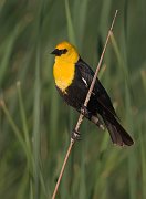 IMG_8414-web * Yellow-headed Blackbird * Yellow-headed Blackbird