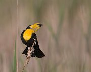 IMG_8433-web * Yellow-headed Blackbird * Yellow-headed Blackbird