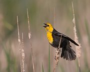 IMG_8442-web * Yellow-headed Blackbird * Yellow-headed Blackbird