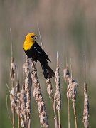 IMG_8464-web * Yellow-headed Blackbird * Yellow-headed Blackbird