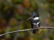 IMG_5462-c1-web * Belted Kingfisher (male); Fermilab. * Belted Kingfisher (male); Fermilab.