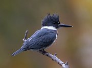 IMG_5889-c1-web * Belted Kingfisher (male); Lincoln Park North Pond. * Belted Kingfisher (male); Lincoln Park North Pond.