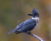 IMG_5923-c1-alt-web * Belted Kingfisher (male); Lincoln Park North Pond. * Belted Kingfisher (male); Lincoln Park North Pond.