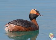 Horned_Grebe