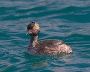IMG_3845-web * Horned Grebe * Horned Grebe