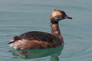 IMG_7223-c1 * Horned Grebe * Horned Grebe