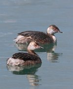 IMG_7255-c1-web * Horned Grebe * Horned Grebe