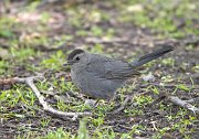 IMG_3704-alt-web * Gray Catbird; Lincoln Park North Pond. * Gray Catbird; Lincoln Park North Pond.