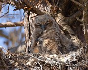 IMG_4183-web * Great Horned Owlet; Geneva, IL * Great Horned Owlet; Geneva, IL