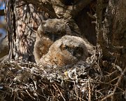 IMG_4469-alt-web * Great Horned Owlet; Geneva, IL * Great Horned Owlet; Geneva, IL
