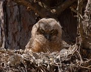IMG_4591-web * Great Horned Owlet; Geneva, IL * Great Horned Owlet; Geneva, IL