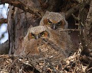 IMG_5467-web * Great Horned Owlet; Geneva, IL * Great Horned Owlet; Geneva, IL