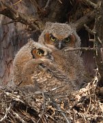 IMG_5471-web * Great Horned Owlet; Geneva, IL * Great Horned Owlet; Geneva, IL