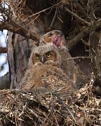 IMG_5507-web * Great Horned Owlet; Geneva, IL * Great Horned Owlet; Geneva, IL