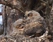 IMG_5557-web * Great Horned Owlet; Geneva, IL * Great Horned Owlet; Geneva, IL