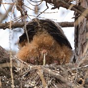 IMG_5669-web * Great Horned Owlet; Geneva, IL.  The End! * Great Horned Owlet; Geneva, IL.  The End!