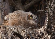IMG_5856-web * Great Horned Owlet; Geneva, IL * Great Horned Owlet; Geneva, IL