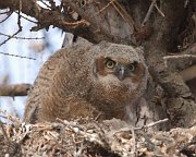 IMG_5920-web * Great Horned Owlet; Geneva, IL * Great Horned Owlet; Geneva, IL