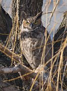 IMG_1994-web * Great Horned Owl; Lincoln Park Zoo. * Great Horned Owl; Lincoln Park Zoo.