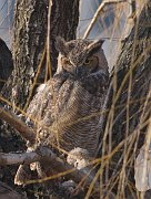 IMG_2010-web * Great Horned Owl; Lincoln Park Zoo. * Great Horned Owl; Lincoln Park Zoo.
